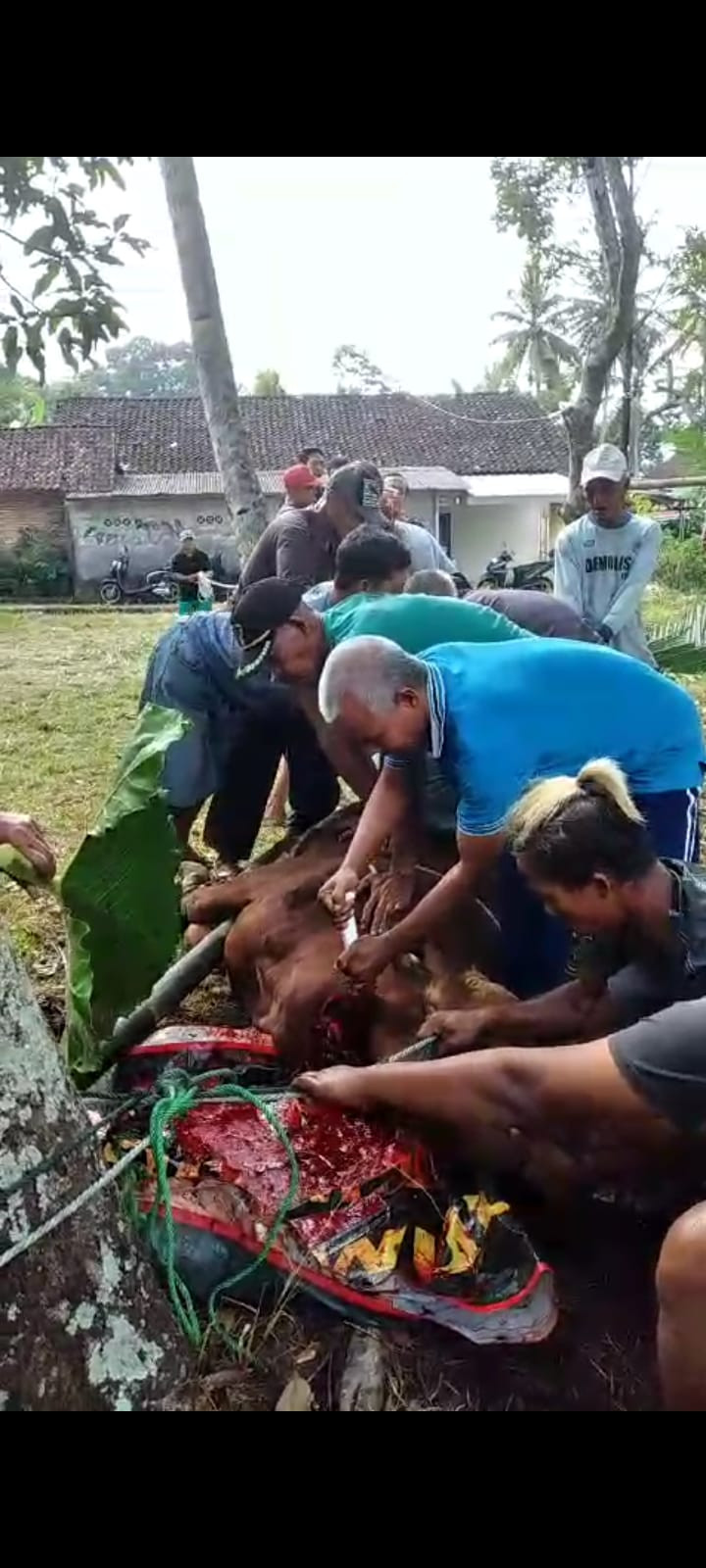 kegiatan penyembelihan hewan qurban di masjid al-muttaqin giyan, banjarharjo.