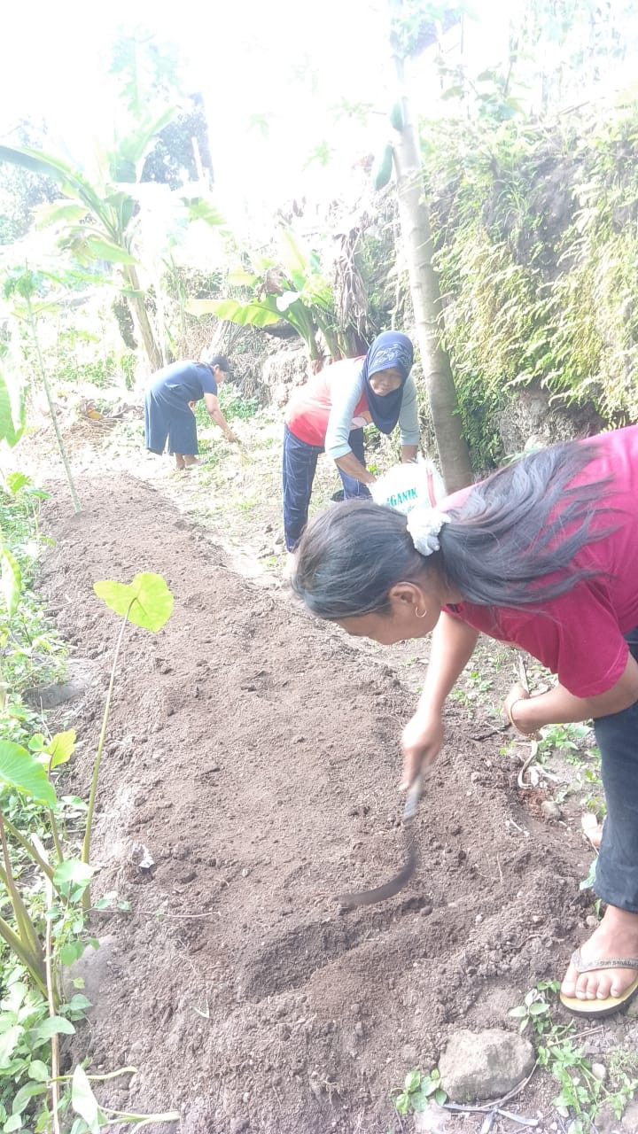 Gotong royong KWT Mawar Handayani dusun Kalibulus