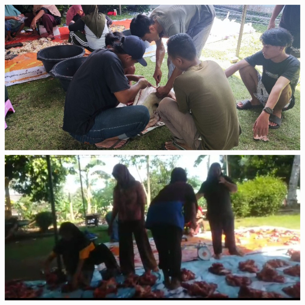 Penyembelihan hewan kurban dan pembagiannya rt 01 rw 17 balong