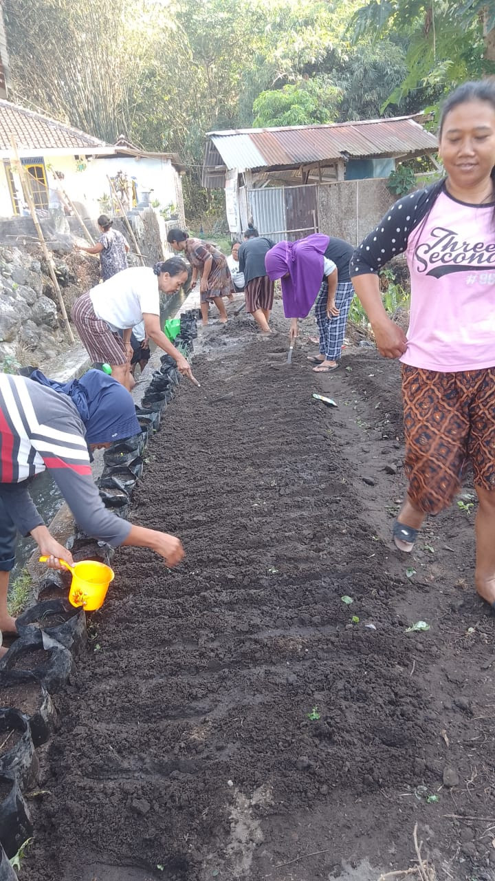 Kwt mawar Handayani menanam