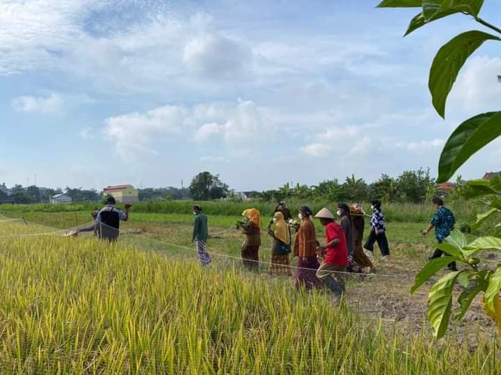 menuju lokasi sawah yang akan di wiwiti