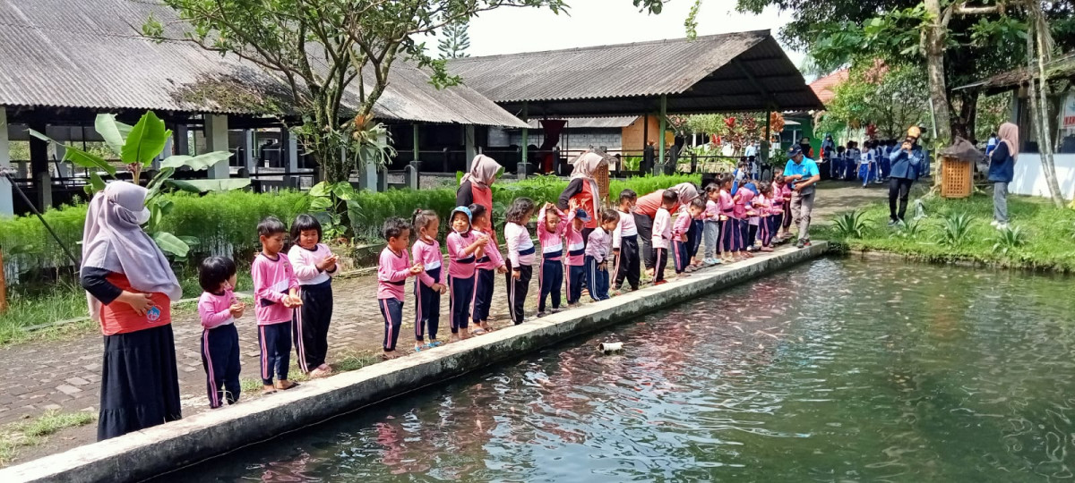 memberi makan ikan