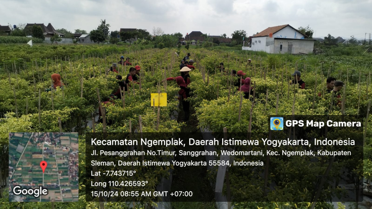 pemanenan cabe oleh anggota sekolah lapang