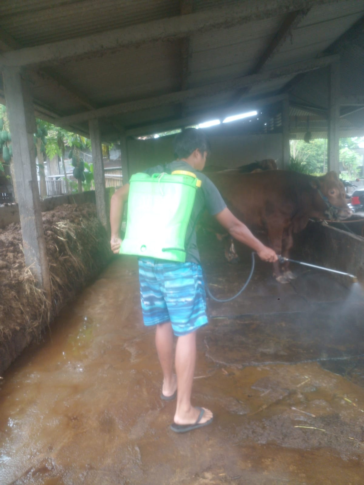 Disinfektasisasi kelompok ternak Megar,Sawahan kidul