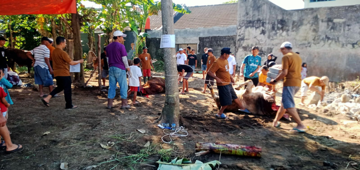 Penyembelihan  hewan korban sapi jumlah 7 ekor rt 2 rw 33 Padukuhan malangrejo