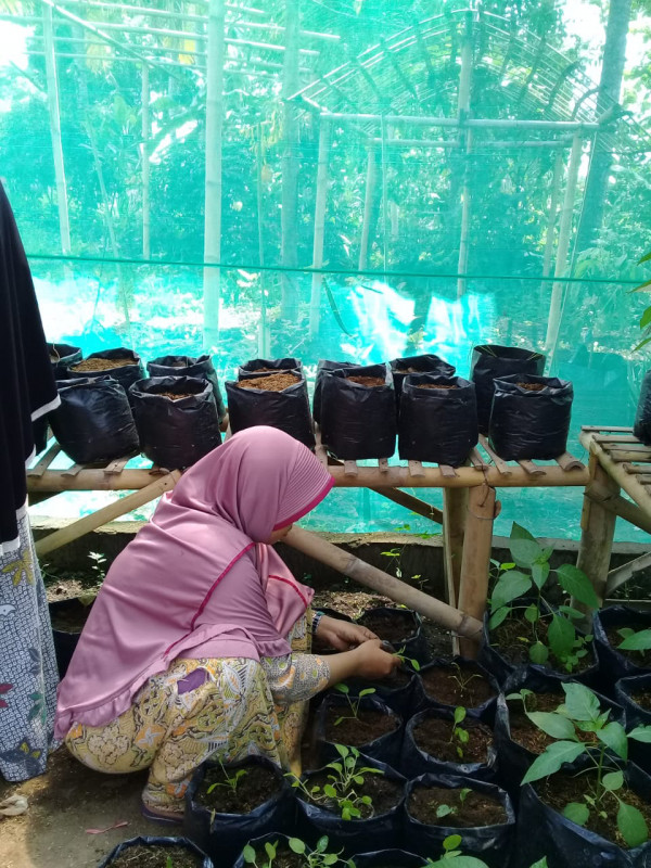Ibu-ibu sedang membenahi peletakan tanaman di greenhouse