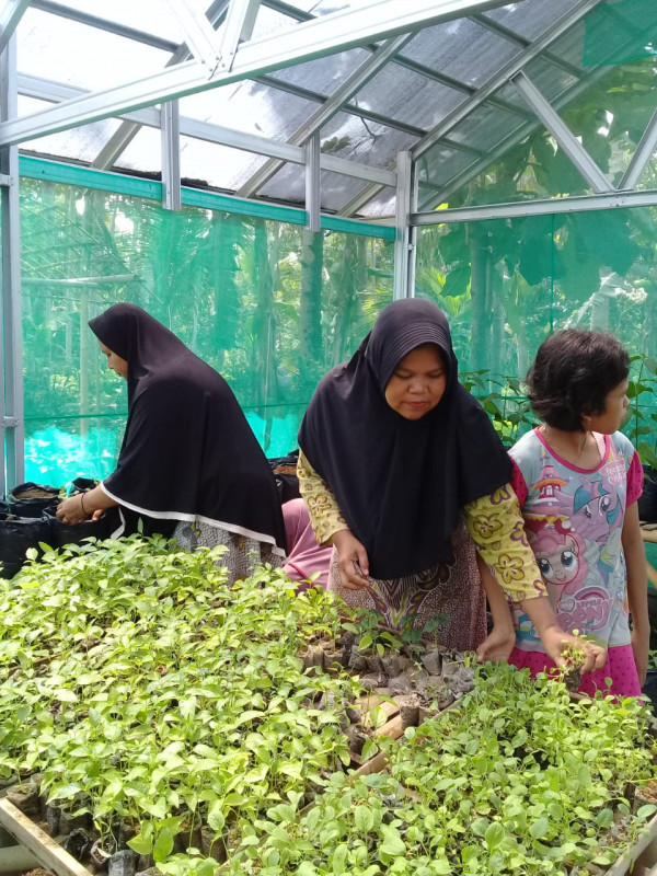 Ibu-ibu sedang menanam kembali benih di greenhouse