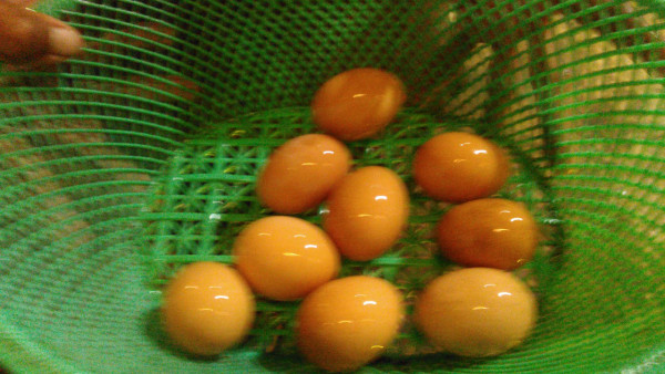 Telur hasil panen