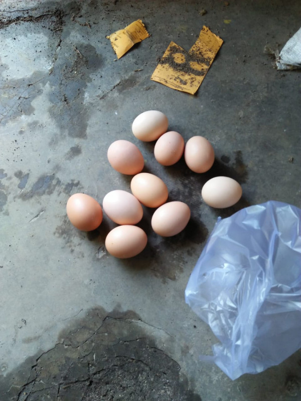 Telur hasil panen pada piket KWT