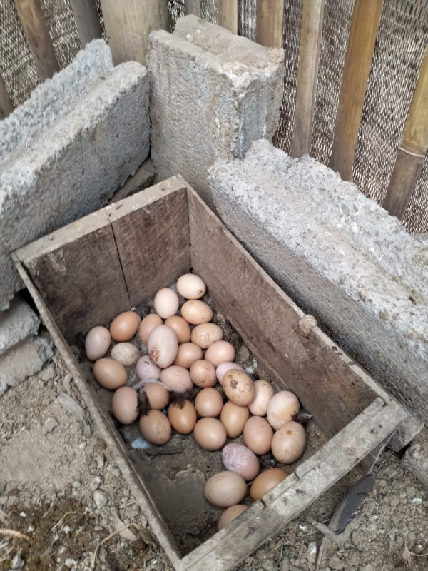 Menjual Telur Hasil Ternak Ayam KWT