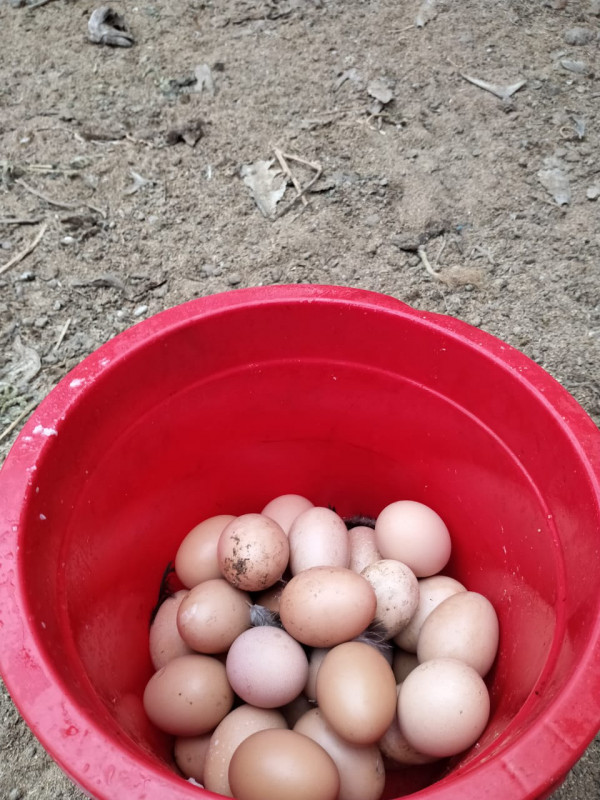 Menjual Telur Hasil Ternak Ayam KWT