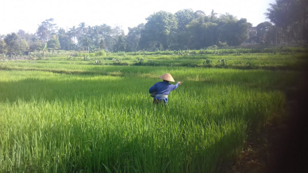 KEGIATAN KELOMPOK TANI RT 8 KERTODADI