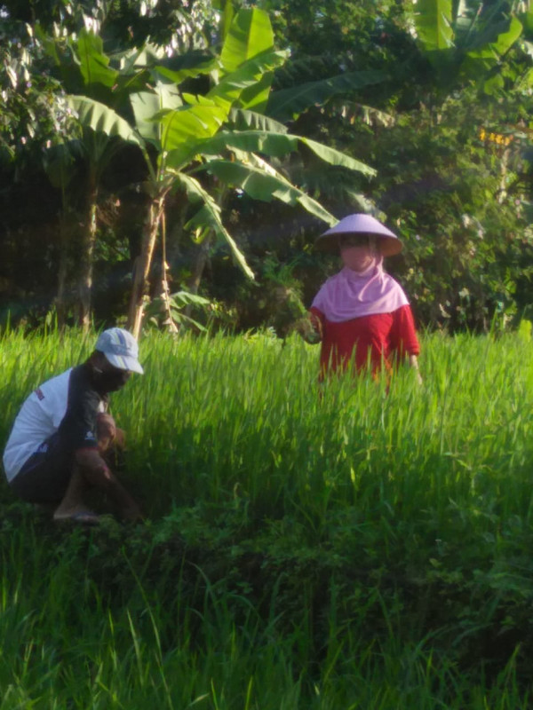 KEGIATAN KELOMPOK TANI RT 8 KERTODADI