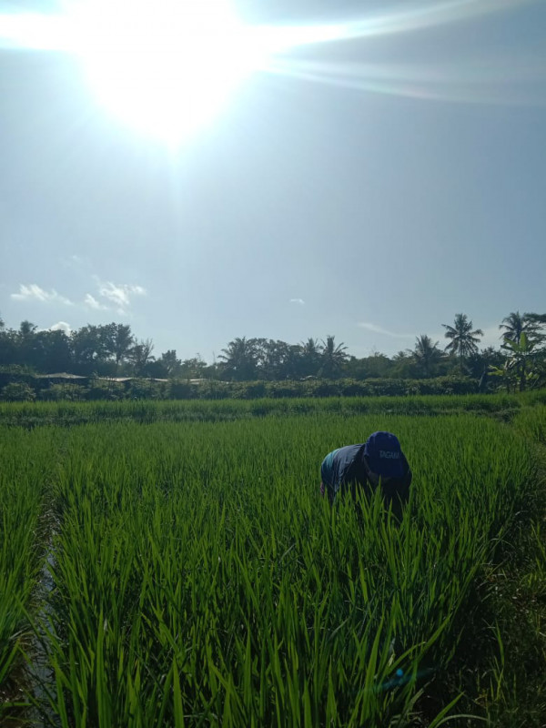 KEGIATAN KELOMPOK TANI RT 9 BALONG