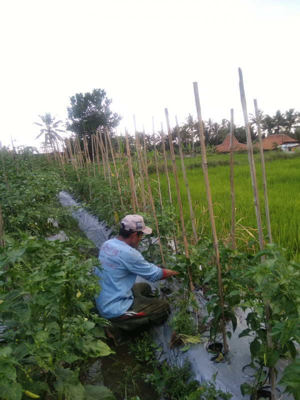 KEGIATAN KELOMPOK TANI RT 9 BALONG / CABAI