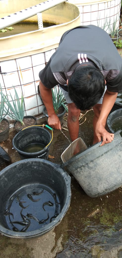 KEGIATAN KELOMPOK IKAN MINA MAKMUR ABADI