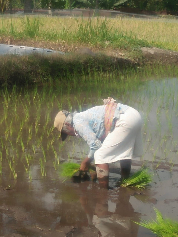 KEGIATAN KELOMPOK TANI RT 8 KERTODADI / TANAM PADI