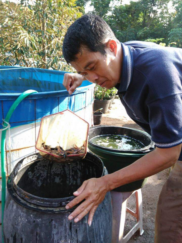 KEGIATAN KELOMPOK IKAN MINA MAKMUR ABADI