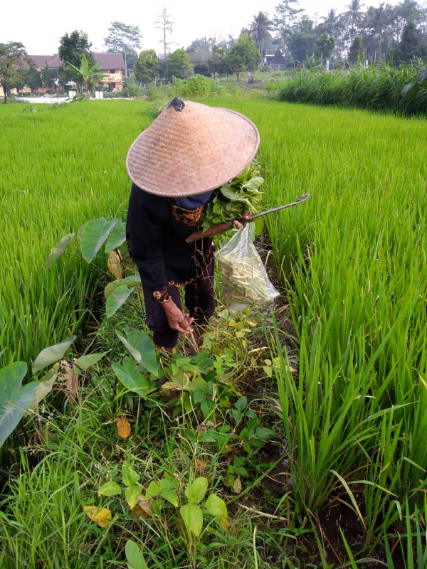 KEGIATAN KELOMPOK TANI RT 8 KERTODADI / PANEN DAUN KACANG PANJANG