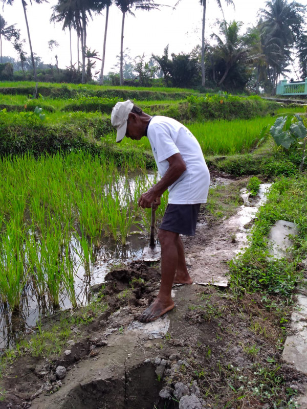 KEGIATAN KELOMPOK TANI RT 8 KERTODADI / MEMBETULKAN PEMATANG RUSAK