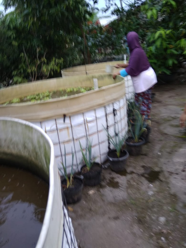 KEGIATAN KELOMPOK IKAN MINA MAKMUR ABADI / KASIH MAKAN IKAN