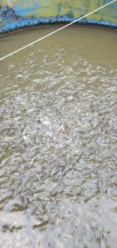 KEGIATAN KELOMPOK IKAN MINA MAKMUR ABADI