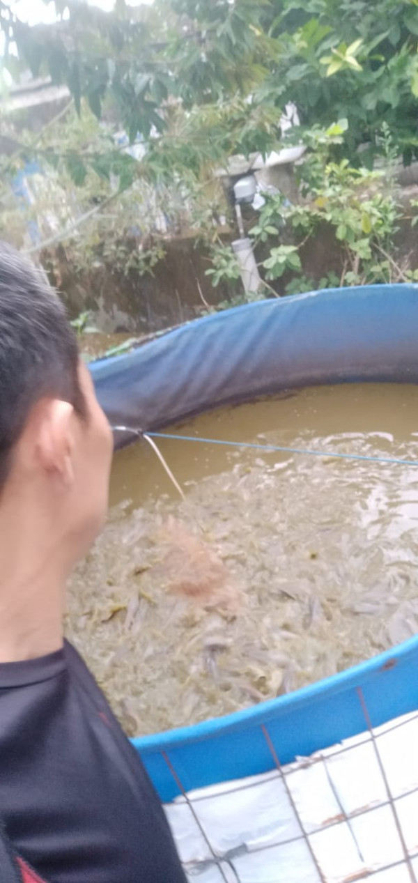 KEGIATAN KELOMPOK IKAN MINA MAKMUR ABADI