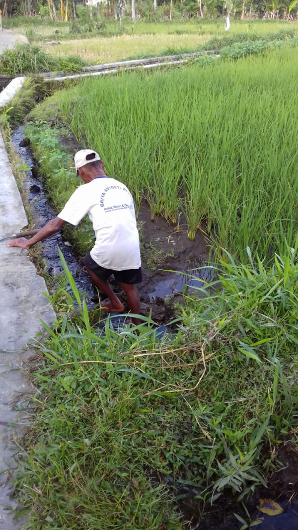 KEGIATAN KELOMPOK TANI RT 8 KERTODADI