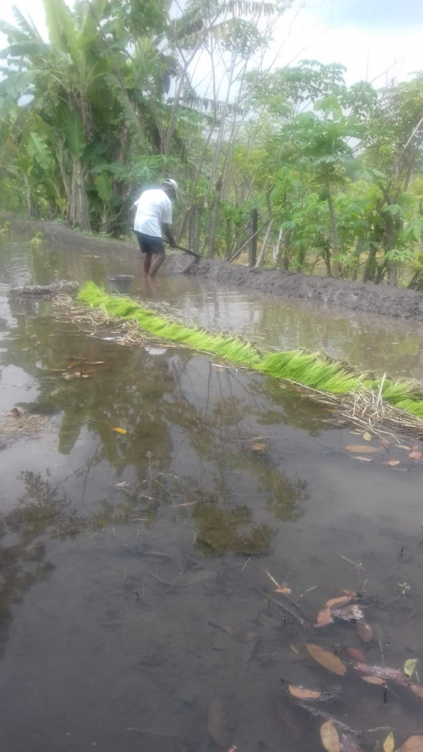 KEGIATAN KELOMPOK TANI RT 8 KERTODADI / TANAM PADI