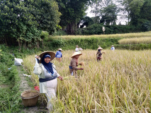 KEGIATAN KELOMPOK TANI RT 8 KERTODADI / PANEN PADI