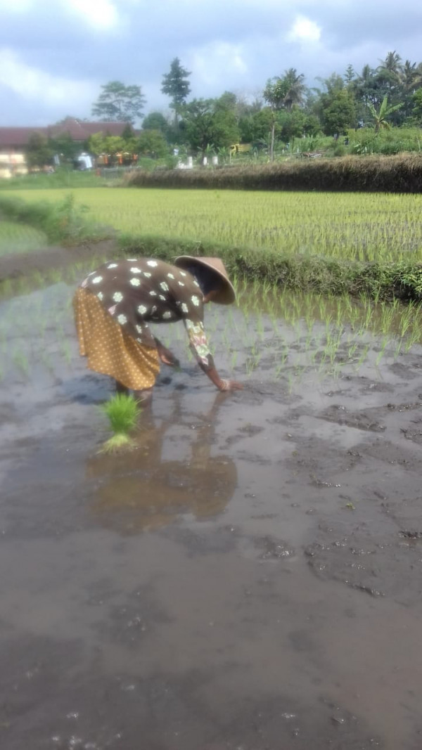 KEGIATAN KELOMPOK TANI RT 8 KERTODADI