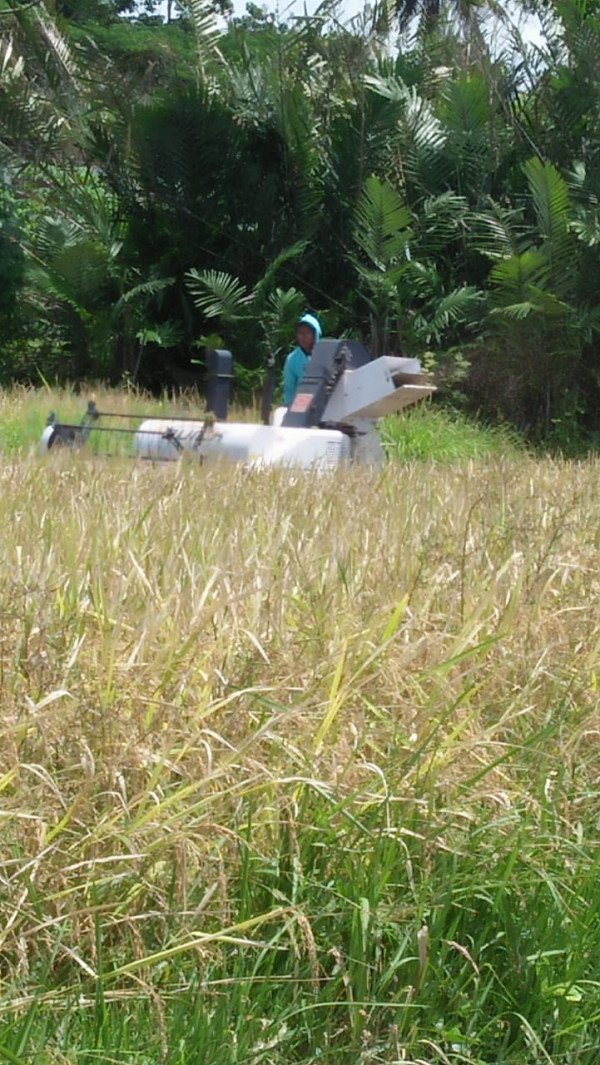 KEGIATAN KELOMPOK TANI RT 9 BALONG / PANEN PADI