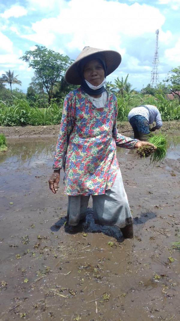 KEGIATAN KELOMPOK TANI RT 8 KERTODADI