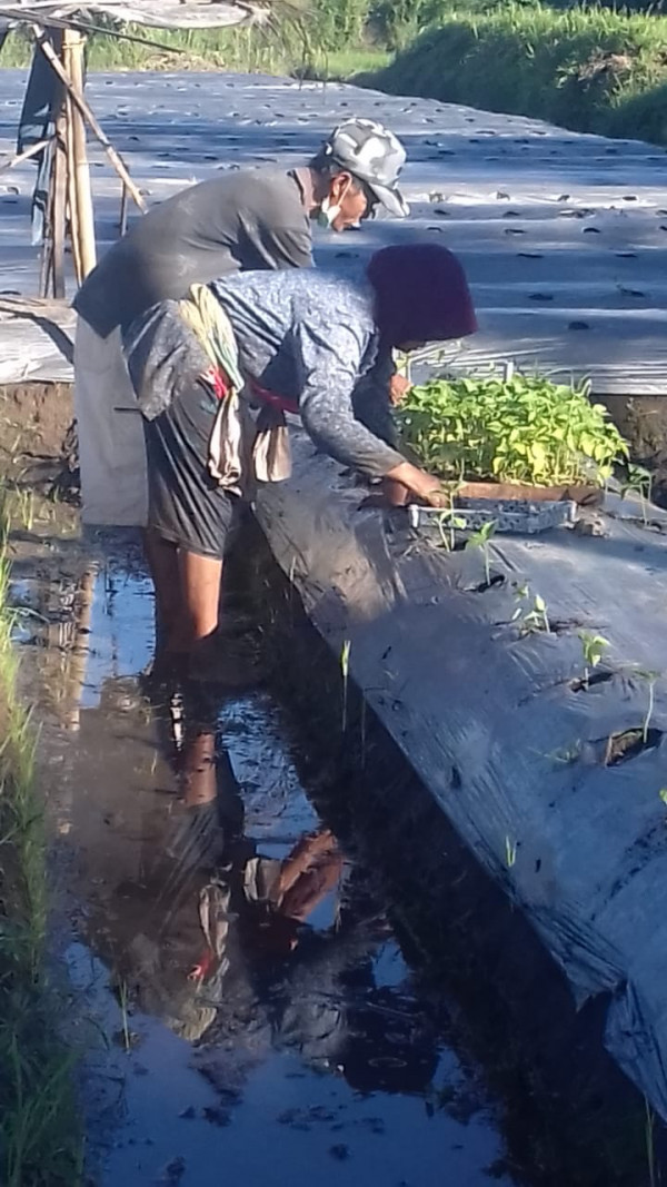 KEGIATAN KELOMPOK TANI RT 9 BALONG / TANAM CABAI