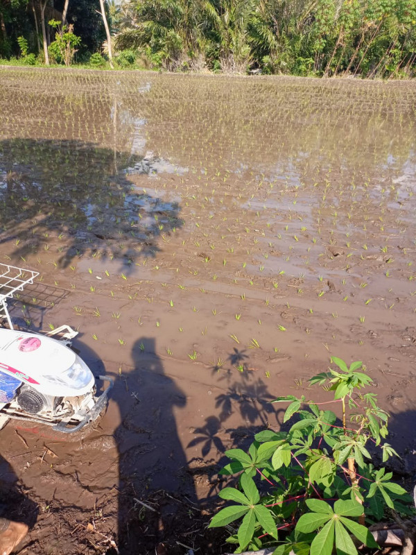 KEGIATAN KELOMPOK TANI RT 9 BALONG / TANAM PADI