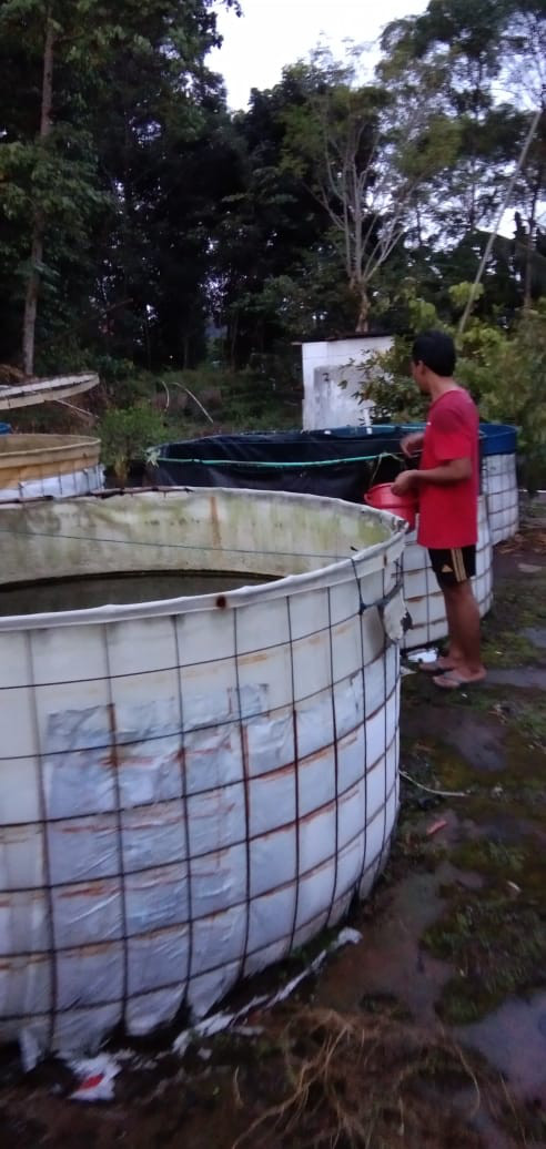 KEGIATAN KELOMPOK IKAN MINA MAKMUR ABADI