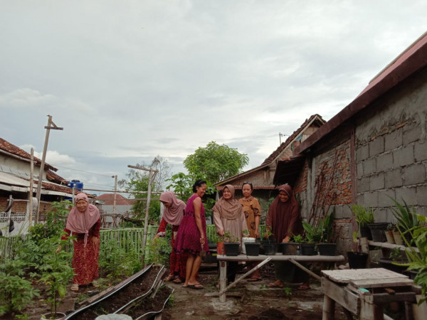 Aneka tanaman sayur di kebun rt 37,kkb rw 12