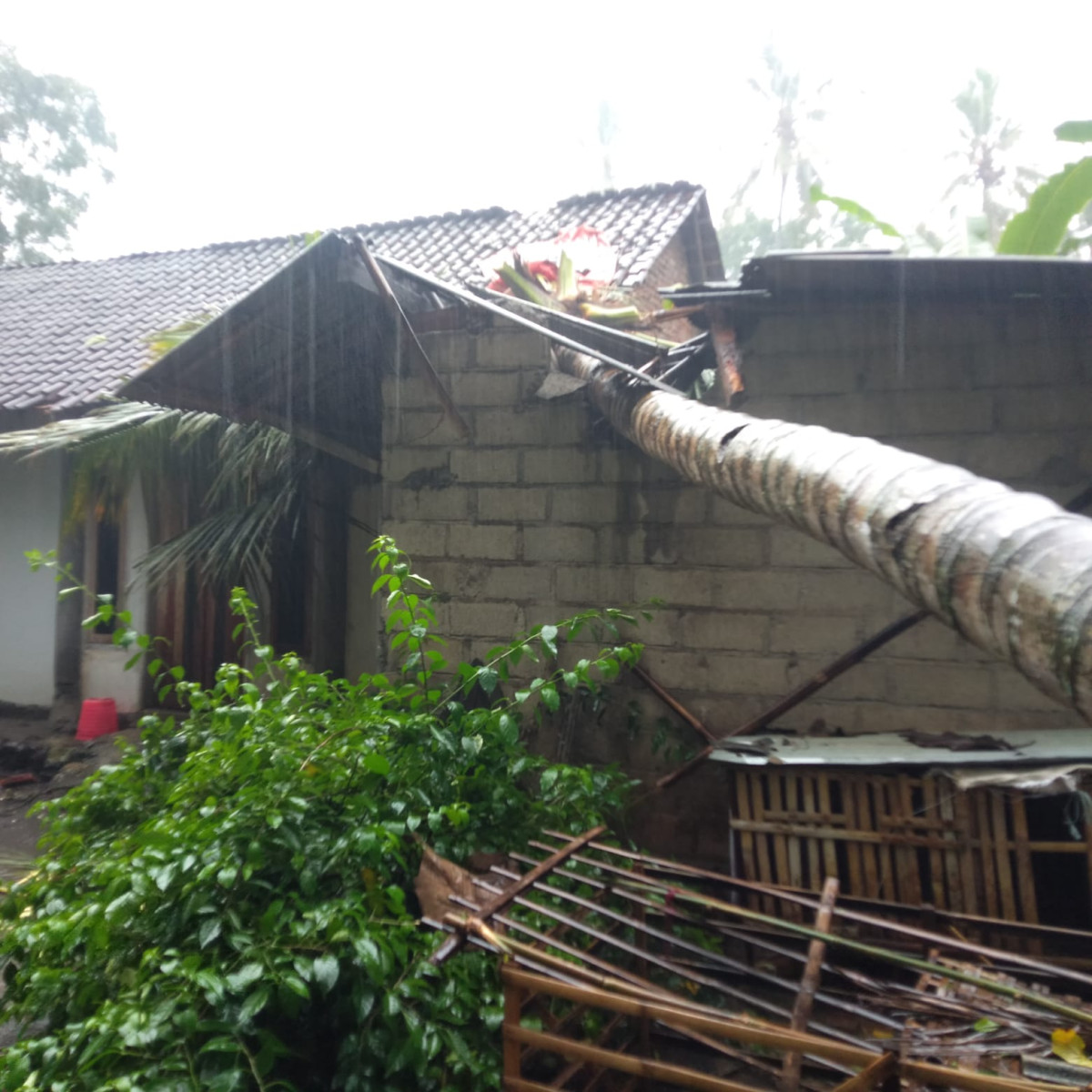 Akibat Hujan Lebat Satu Rumah Warga Tertimpa Pohon dan Alami Kerusakan