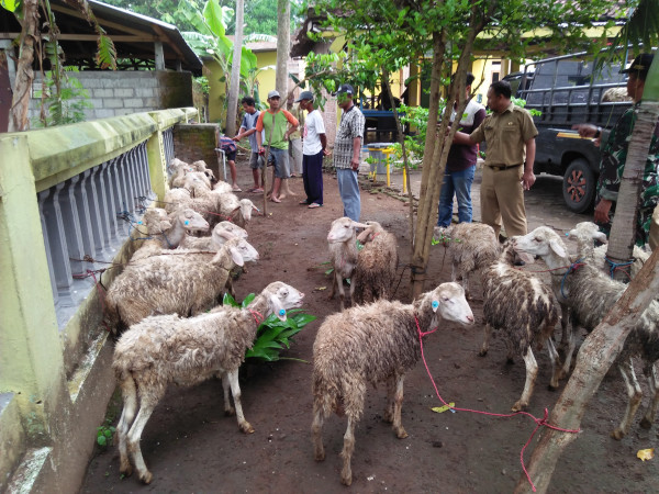 Kambing bantuan yang akan dibagikan kepada masyarakat