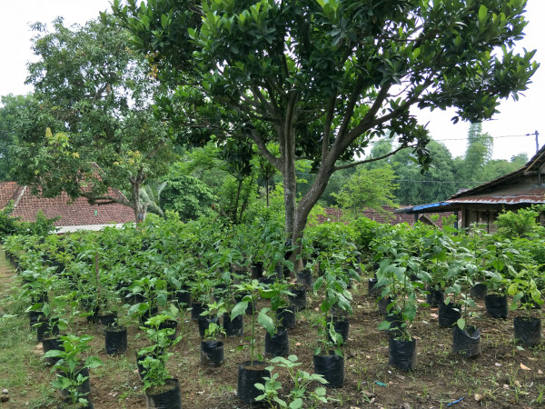 Pengembangan Tanaman Cabai