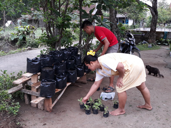 Mayarakat Kampung KB memanfaatkan pekarangan untuk budidaya tanaman sayur