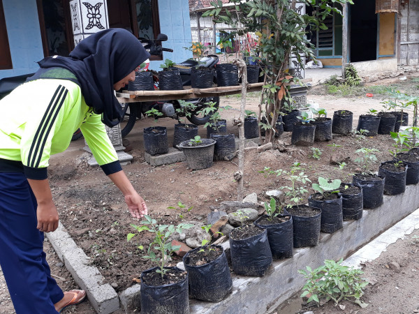 Pengembangan Kawasan Rumah Pangan Lestari (KRPL)