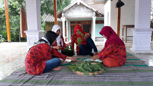 Praktik Pembuatan Teh Herbal Daun Kelor (Moringa Oleifera)