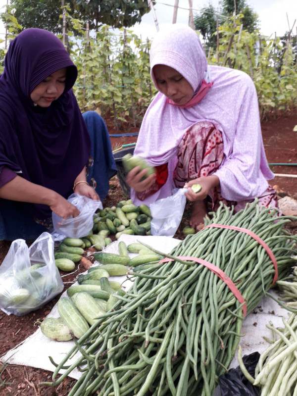 Memanen hasil dari Kebun Gizi Kampung KB Desa Dadapan