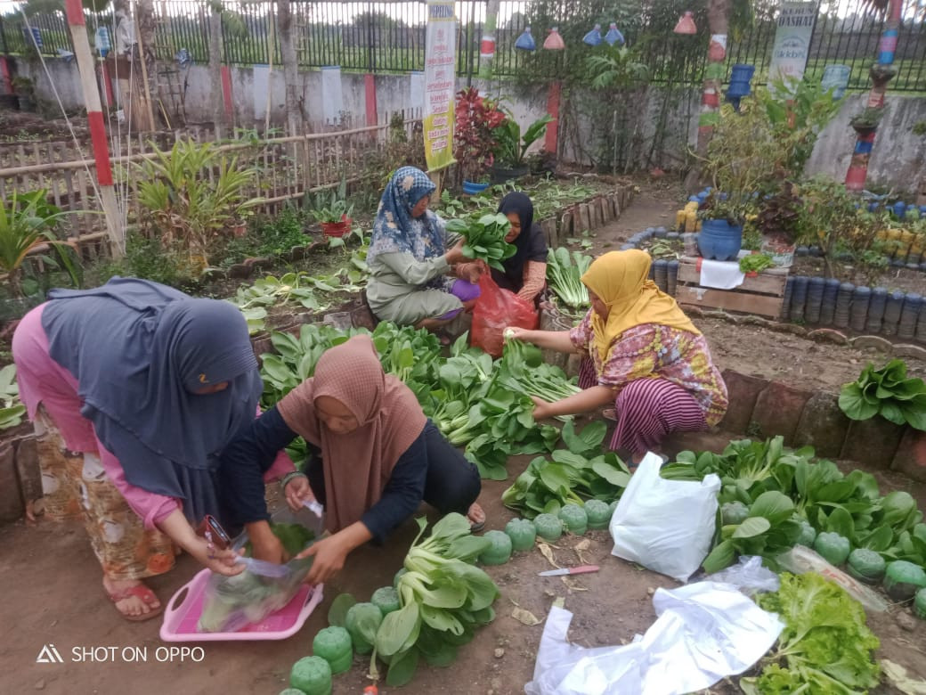 Panen Sayur Kebun Dashat Kampung Kb 9615