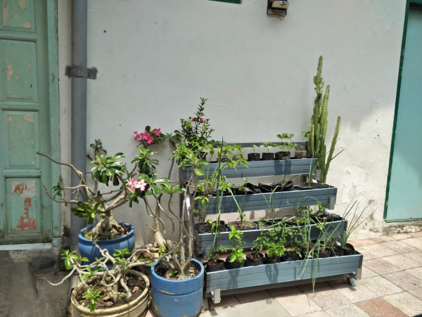 tanaman urban farming