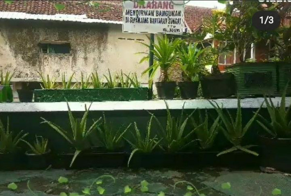 Panen Lidah Buaya 