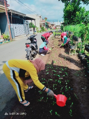 Kerjabakti dan penanaman sayur sawi manis di KRPL