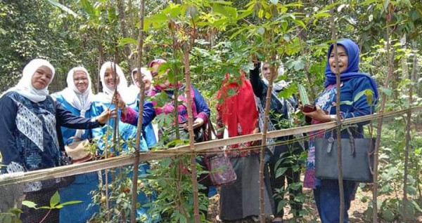 Peninjauan kebun PKK dan Kebun KWT