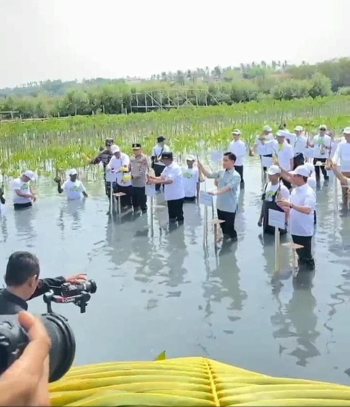 penanaman bibit mangrove oleh wakil presiden